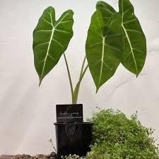 Green Velvet Alocasia